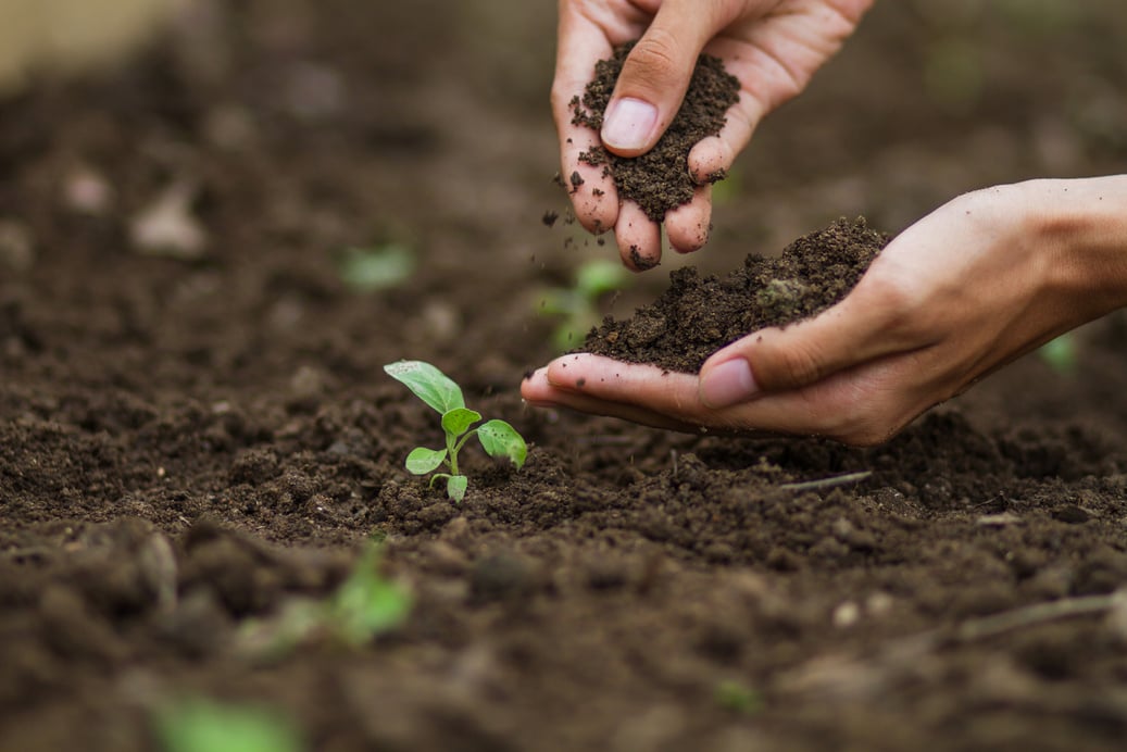 Expert farmer pouring soil grow vegetable at garden